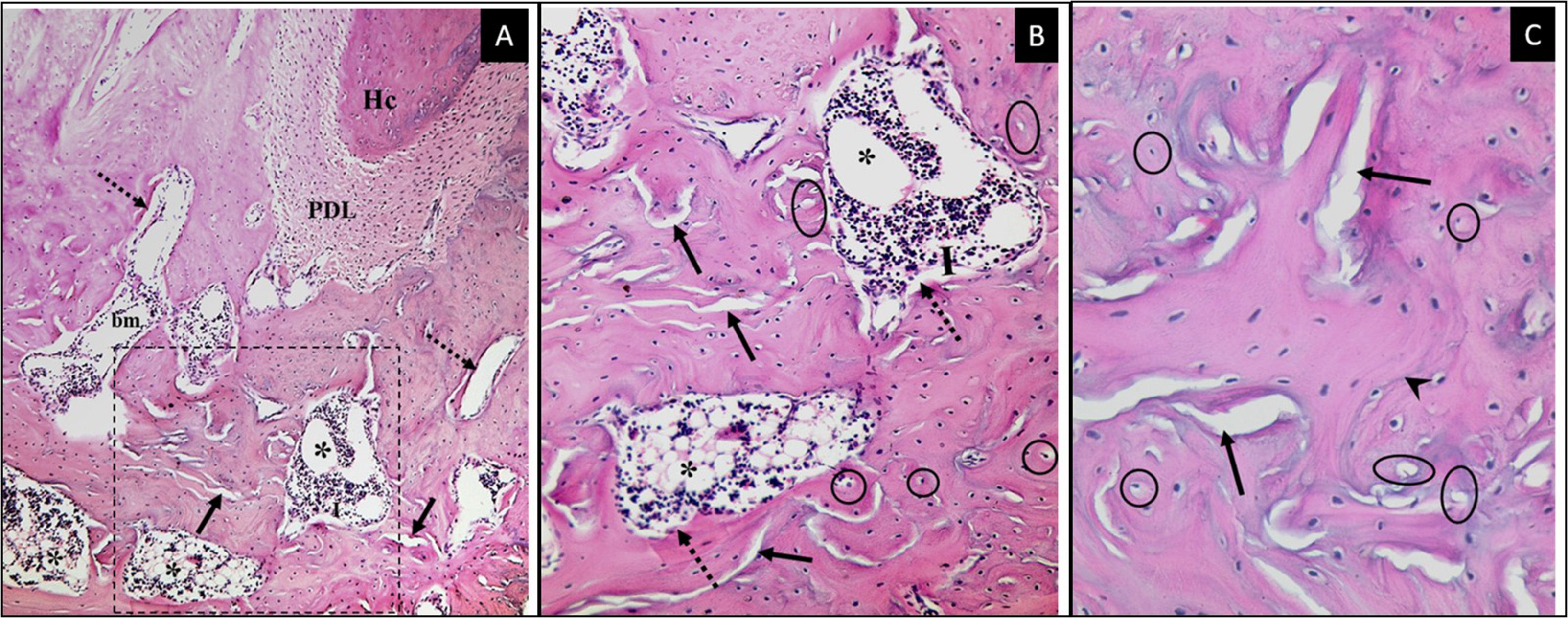 Dental and Medical Problems